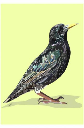 Starling Art Print